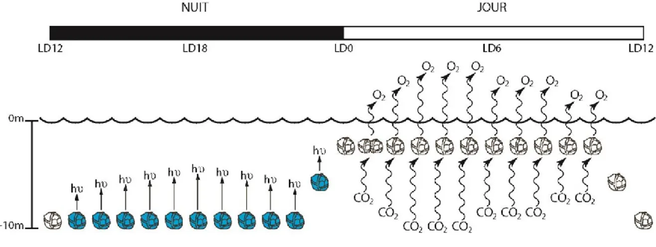 Figure 1.5. Rythmes circadiens observés chez le dinoflagellé Lingulodinium  polyedrum 