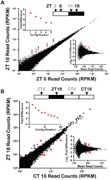 Figure 2.1. Transcript abundance does not change between midday (ZT 6) and  midnight (ZT 18)