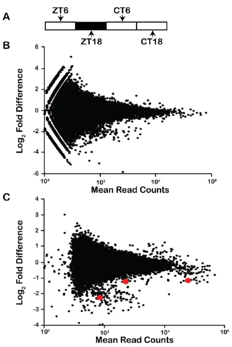 Figure 2.S2. Analysis using duplicate ZT6 and ZT/CT18 samples 