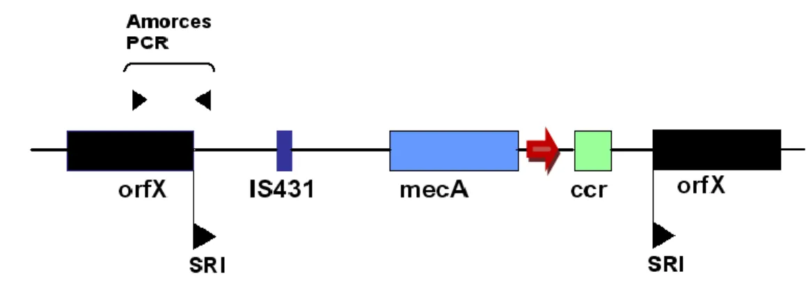 Figure  1 :  Structure  de  base  de  l’élément  SCCmec.  OrfX,  gène  où  s’intègre  mecA;  SRI,  séquences  inversées  répétées;  IS431,  séquence  d’insertion  431;  Flèche  rouge :   phénol-soluble  modulin  (PSM-mec)  [25];  ccr,  chromosomal  casette