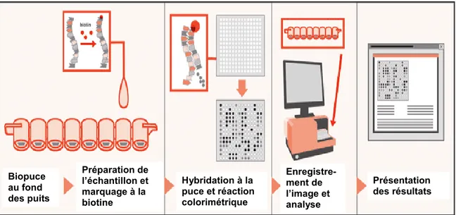 Figure 5. Schématisation du principe de la puce à ADN StaphyType de Clondiag (Adapté  du site de la compagnie Alere)