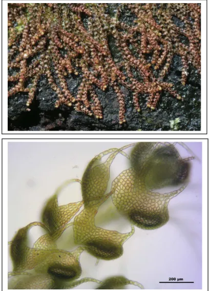 Figure 3 : Nowelia curvifolia vue d’ensemble et détail de feuille (Source : CommunWikipedia)