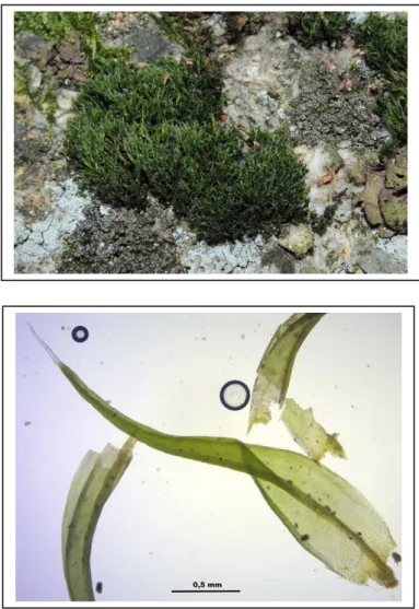 Figure 5 : Grimmia trichophylla : vue d’ensemble et détail de feuille (Source : CommunWikipedia)