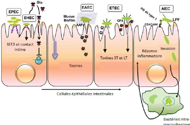 Figure 1. Colonisation de l’épithélium intestinal par différents E. coli pathogènes. Les principaux mécanismes  d’adhésion  et/ou  invasion  des  pathotypes  EPEC,  EHEC,  EAEC,  ETEC  et  AIEC  sont  illustrés