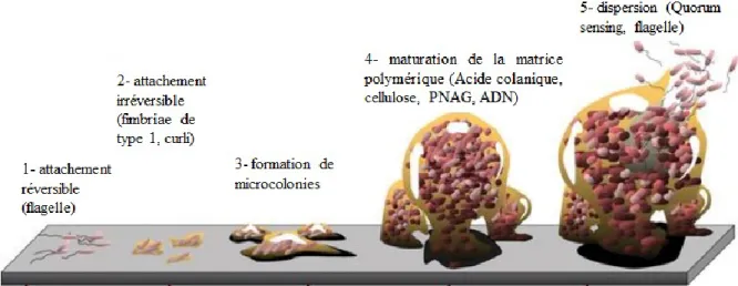 Figure 2. Différentes étapes de la formation de biofilm. Les bactéries utilisent leurs appendices cellulaires afin  d’adhérer  à  une  surface