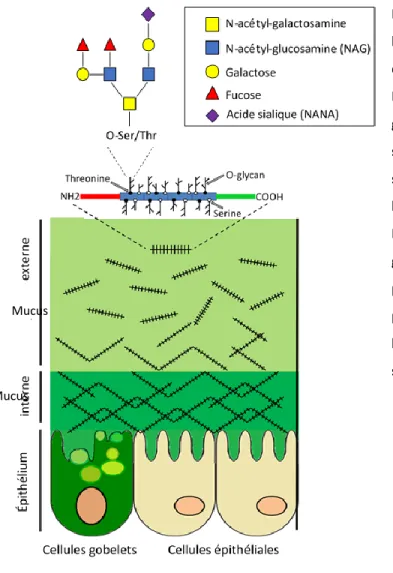 Figure 3. Le mucus intestinal. Au niveau du colon,  le  mucus  intestinal  est  divisé  en  deux  couches  distinctes, la couche externe et la couche interne