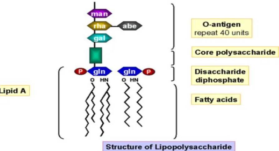 Figure 3. Structure du lipopolysaccharide  