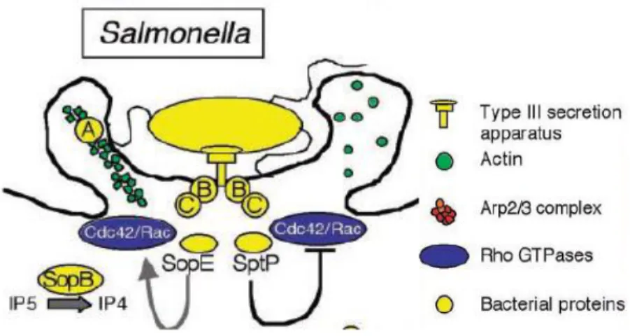 Figure 4. Mécanisme de l‟invasion de Salmonella médiée par le SST-III  
