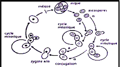 Figure 1: Cycle biologique de la levure S. cerevisiae (Bourgeois et Larpent, 1996) 