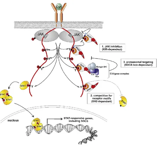 Figure 4.  Illustration des trois modes de fonctionnement des protéines SOCS  afin d’inhiber le signal de transduction JAK-STAT du récepteur 