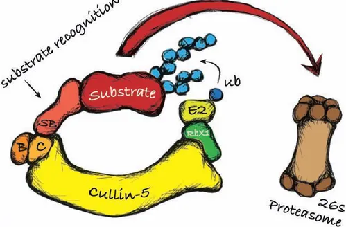 Figure 5.  Représentation de la formation du complexe ligase E3. 