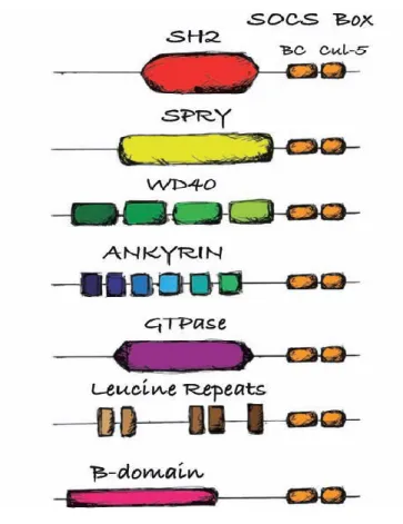 Figure 6.  Représentation des diverses familles de protéines à boîtes SOCS. 
