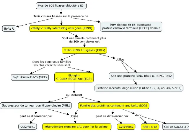 Figure 7.  Formation des divers complexes protéiques de ligase d’ubiquitine E3.  