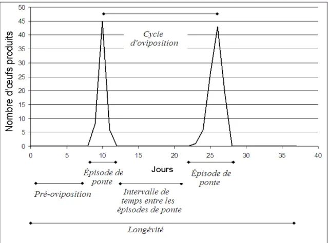 Figure 2. Patron d’oviposition schématique de la mouche du chou, ainsi que  l’identification des critères