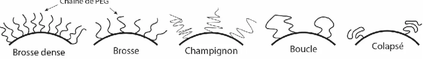 Figure 1.3 Différentes conformations des chaînes de PEG sur la surface d’une particule 