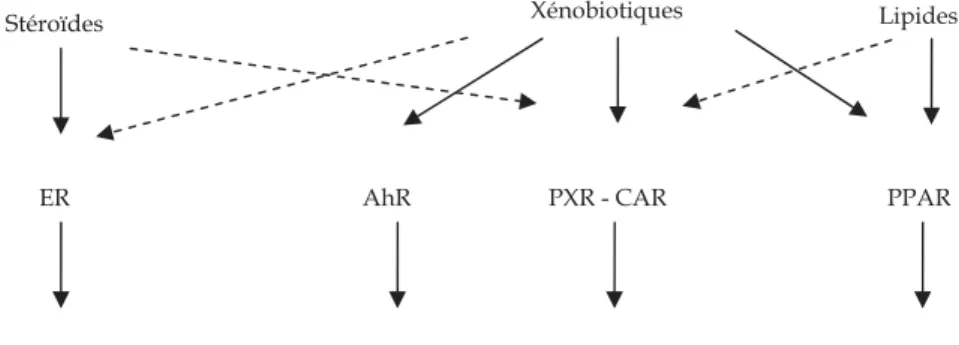 Figure 1.1 : Différents types de récepteurs de xénobiotiques
