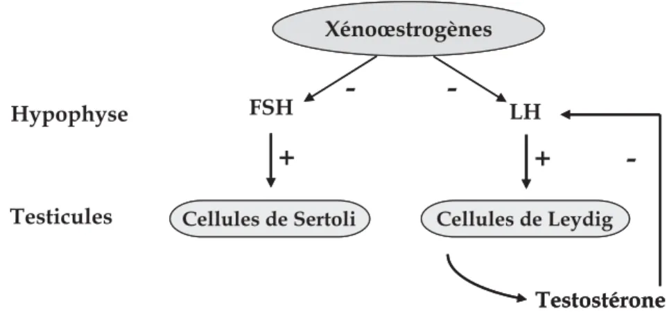 Figure 2.2 : Inhibition de la sécrétion des hormones hypophysaires FSH et LH par les xénoœstrogènes (d’après Massaad et Barouki, 1999)