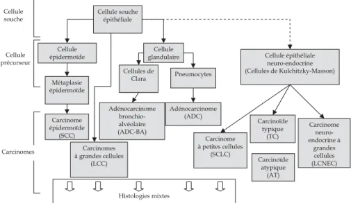 Figure 3.1 : Histo-pathogenèse des carcinomes broncho-pulmonaires