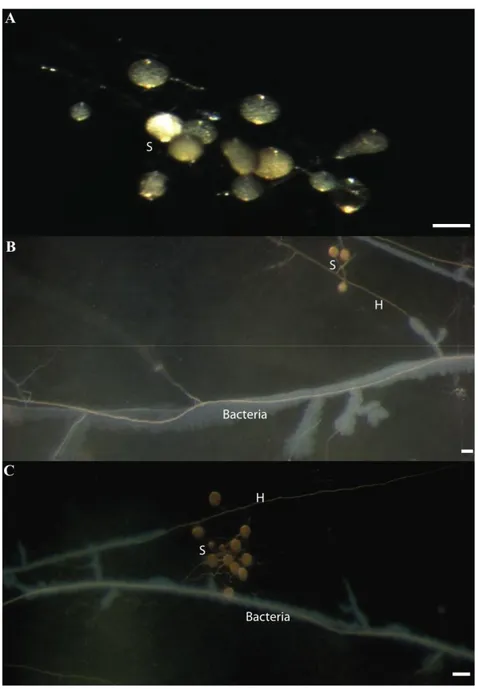 Figure 3. A- Morphology of spores (S) isolated from soil. B and C - Patterns of  mixed  bacterial  colonies  growing  from  washed  Glomus  irregulare  spores  extracted  from  natural  soil  and  incubated  1  month  on  G