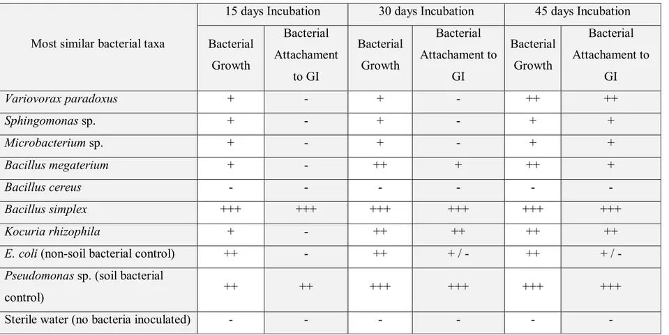 Table III. Growth and attachment on G. irregulare (GI) mycelium of bacteria isolated from field-harvested AM fungus spores,  on a water media at 25 ºC after 15, 30 and 45 days of incubation