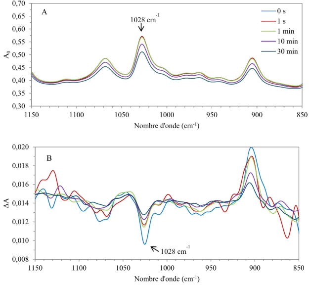 Figure 2.2 : Évolution des spectres A 0  (A) et ΔA (B) mesurés par PM-IRSAS durant la relaxation  d’un échantillon de PS900