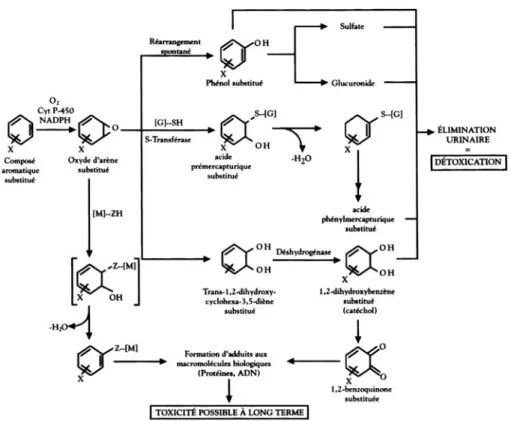 Figure 1.3 : Principales voies de métabolisation des composés aromatiques halogénés
