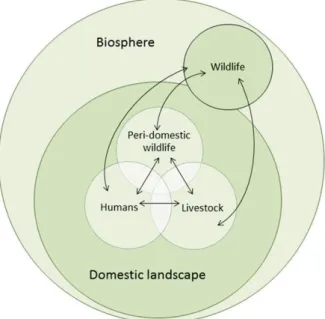 Figure 4 : Transmission des agents pathogènes entre la faune sauvage, domestique et l’homme (d'après Jones et  al., 2013)