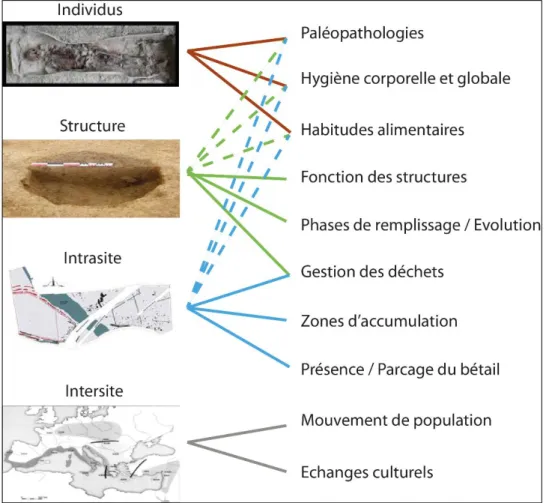 Figure 8 : Apport de la paléoparasitologie selon le type de structure étudiée. Les pointillés désignent un apport  secondaire