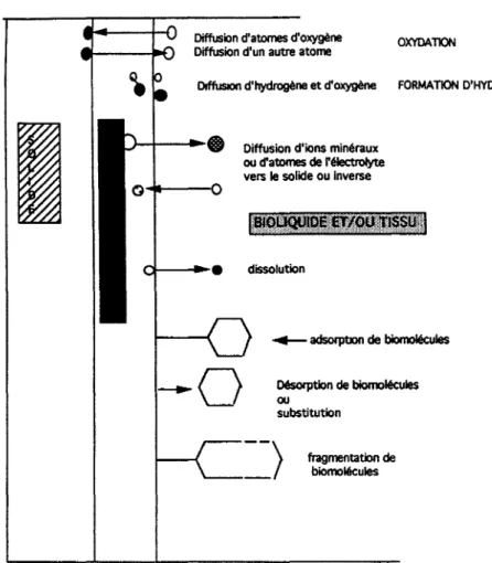 Fig. 1-1 Illustration de quelques processus moléculaires à l'interface matériau- matériau-environnement biologique