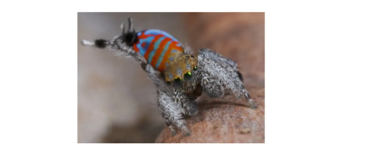 Figure 9 – L’araignée-paon, une espèce récemment découverte aux robes et aux parades nuptiales extraordinaires (Source : Sciences et avenir 71 )