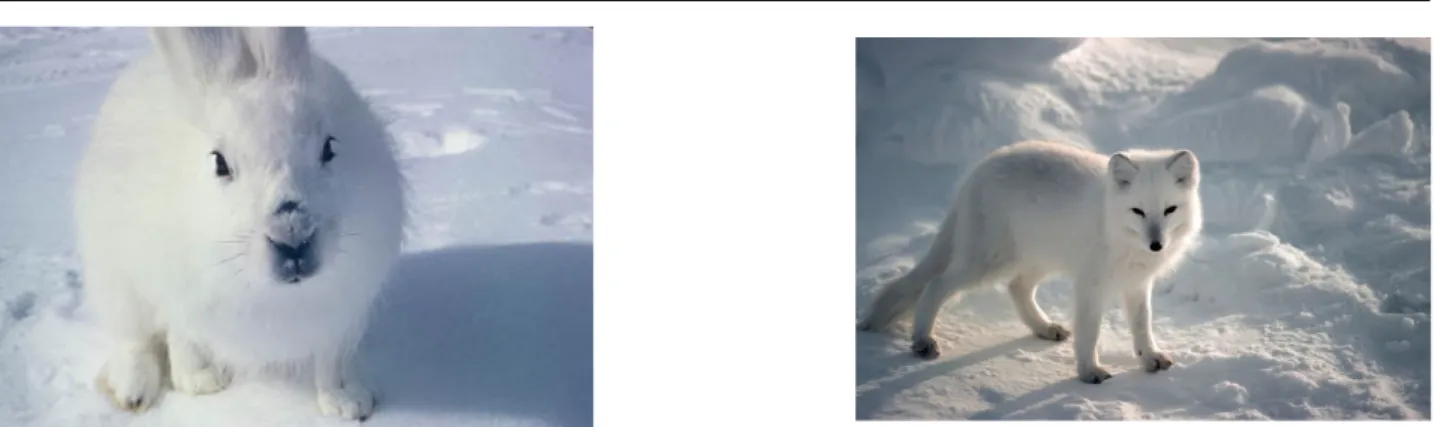 Figure 10 – Convergence évolutive dans le camouflage en paysage enneigé : le cas du lièvre (à gauche, source : Nature.ca 75 ) et du renard arctiques (à droite, source : espèces menacées.ca) Par la suite, les avantages du camouflage ont été clairement mis e