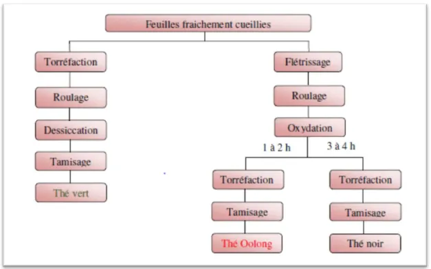 Figure 3:Les principales étapes de transformation des feuilles de théières après la récolte  (Monograph, 2000) 