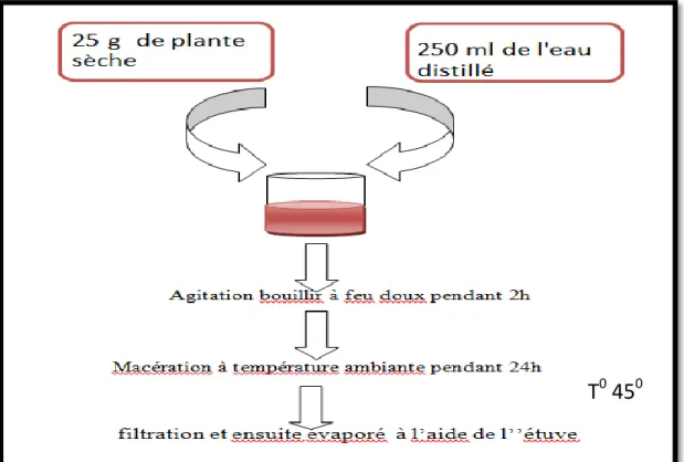 Figure 6:Méthode de préparation de l'extrait aqueux(DEROUICHE et al ;2018)  I.2.2. Analyses phytochimiques    