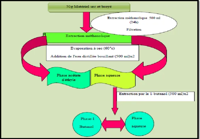 Figure 7:Méthode de préparation de l'extrait (Bekkara et al., 1998). 