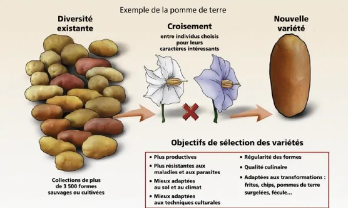 Figure 6 : Les principes de l'amélioration des plantes ( DAOUD .H et DOUDOU. O, 2017)