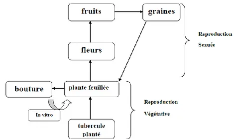 Figure 12 : les différents méthodes de multiplication de la pomme de terre    ( DAOUD ,H