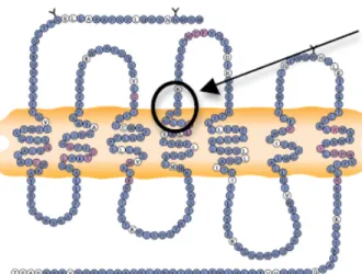 Figure 1.4. Les mimes développés à partir de la deuxieme boucle extracellulaire et leurs  activités biologiques  31, 33-35 