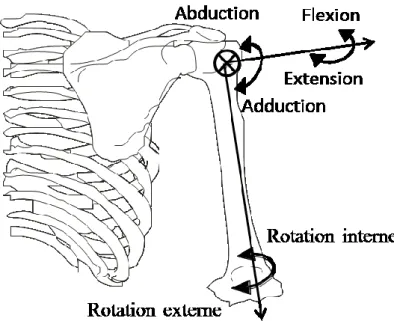 Figure 3 : Illustration de la stabilité passive de l’articulation glénohumérale. Issue de (Terry &amp; 