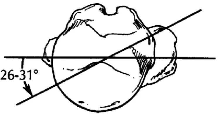 Figure 12 : Illustration de l’angle d’antéversion/rétroversion de la tête humérale. 