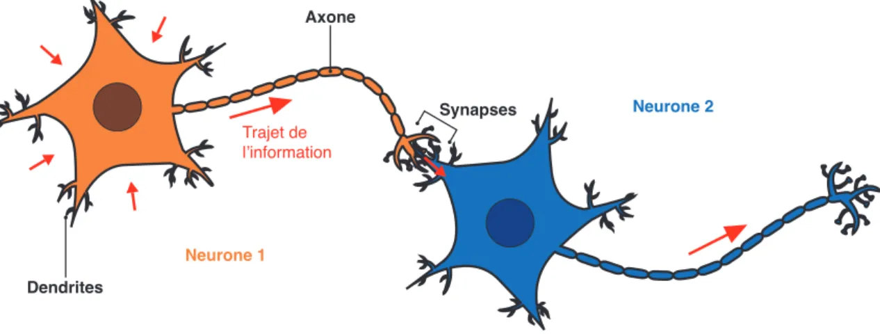 Figure 1.1 – Communication entre deux neurones 5