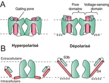 Figure 1.9 : Deux modèles illustrant le mécanisme de «gating» des canaux K v  lors d’une  dépolarisation