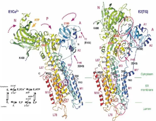 Figure 1.10 : Structures comparées de SERCA en présence de Ca 2+  (E 1 -2Ca 2+ ) et sans Ca 2+