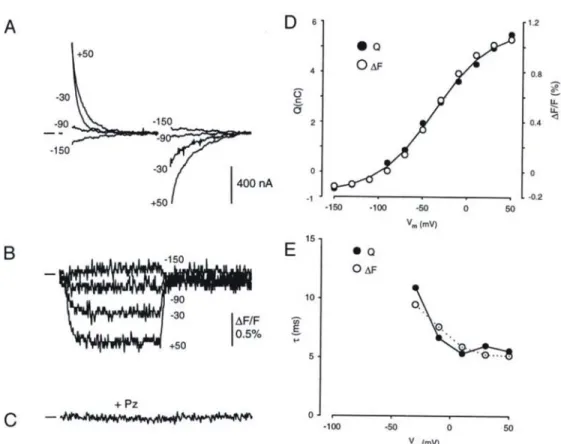 Figure 1.18 : Effet du voltage membranaire sur la fluorescence du TRM6M attaché en  position 457