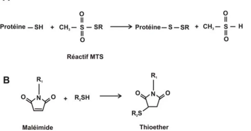 Figure 2.3 : Réaction de marquage de protéine avec les réactifs MTS (A) ou maléimide (B)