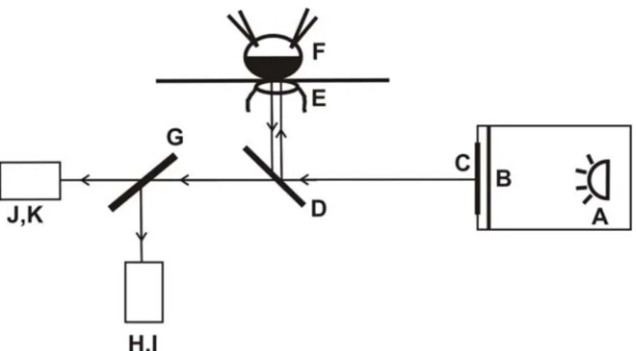 Figure 2.6 : Chemin optique de la lumière dans le montage de spectrofluorométrie en  condition de voltage imposé