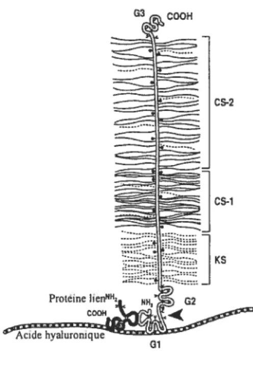 Figure 2 Structure d’un protéoglycane aggrécane nouvellement synthétisé chez l’Homme — selon Poole 2001