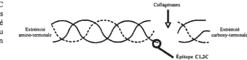 Figure 5 : Épitope C1,2C libéré par l’action des