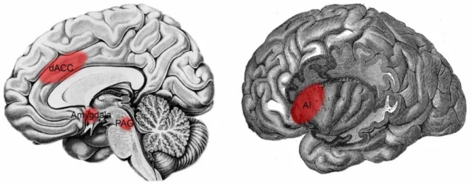 Figure 6 : Régions cérébrales impliquées dans la réponse aux situations menaçantes   dACC : Cortex cingulaire antérieur dorsal ; PAG : Substance grise périaqueducale ; AI :  Insula antérieure (Eisenberger, 2013)