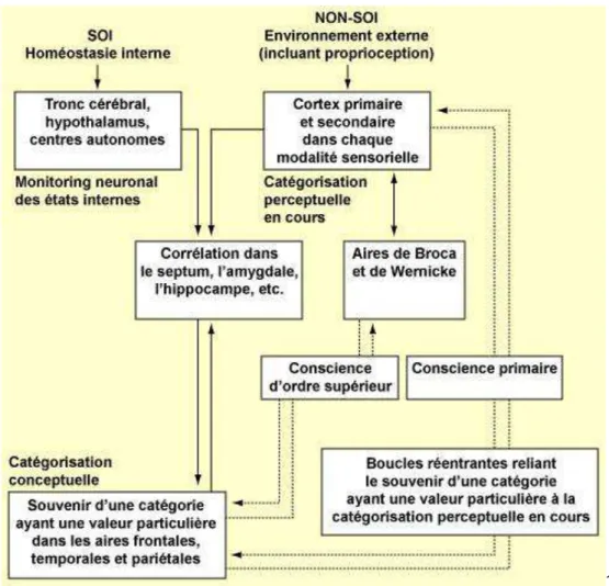 Figure 1 : Tableau d’Edelman 