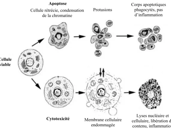 Figure 3 : Apoptose versus cytotoxicité 